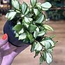 Hoya Heuschkeliana Variegated Wax Plant, 10cm Pot