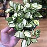 Hoya Heuschkeliana Variegated Wax Plant, 10cm Pot