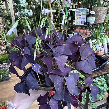 Oxalis Triangularis Purple Shamrock 12cm pot Houseplants bulb 2
