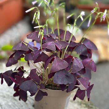 Oxalis Triangularis Purple Shamrock 12cm pot Houseplants bulb