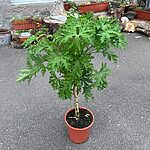 Scented Pelargonium Geranium Lemon Citronella 19cm pot
