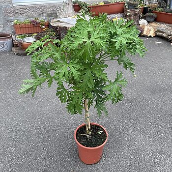 Scented Pelargonium Geranium Lemon Citronella 19cm pot Houseplants