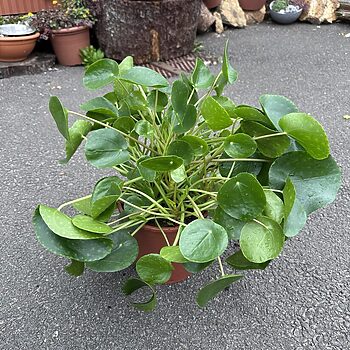 Pilea Peperomoides Chinese Lucky Money Plant 19cm pot Houseplants lucky plant 2