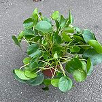 Pilea Peperomoides Chinese Lucky Money Plant 19cm pot