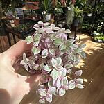 Tradescantia Callisia Repens Pink Lady Creeping Inchplant