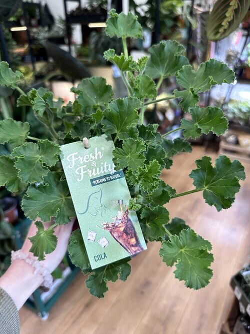 Scented geraniums COKE, particularly varieties like Pelargonium citrosum (often marketed as citronella plants), are known for their strong fragrance, which is believed to repel mosquitoes.