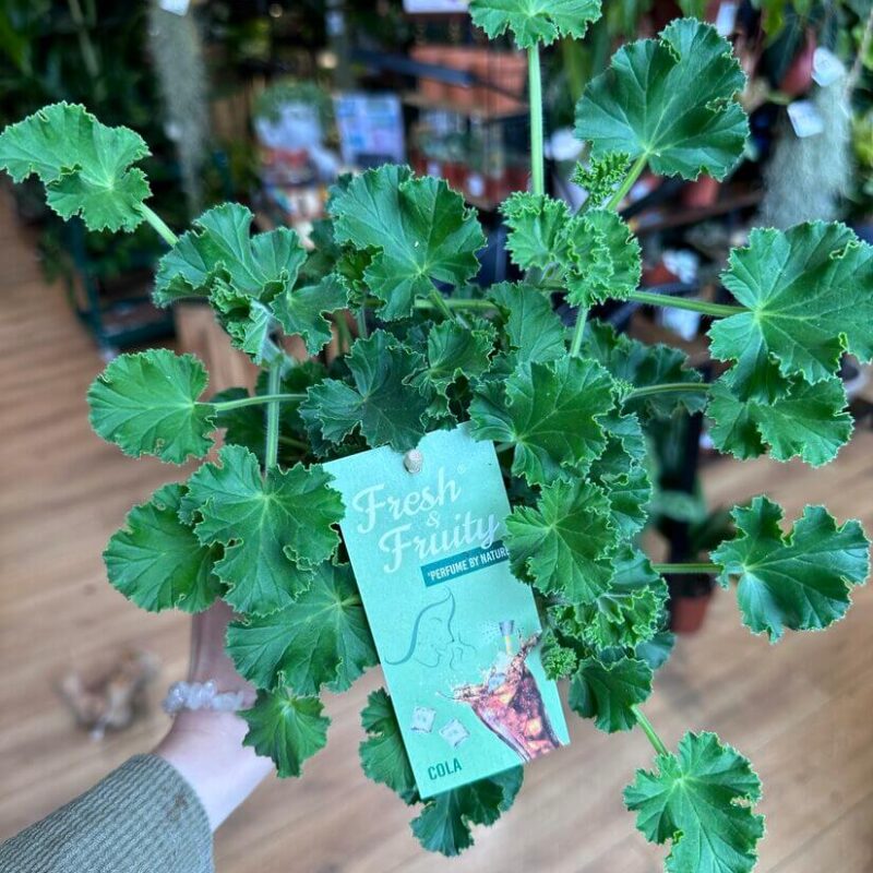 img_1382 Scented geraniums COKE, particularly varieties like Pelargonium citrosum (often marketed as citronella plants), are known for their strong fragrance, which is believed to repel mosquitoes.