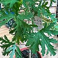 img_1503