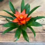 Bromeliad Guzmania Red 5cm pot