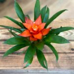 Bromeliad Guzmania Red 5cm pot