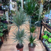 Dracaena Dragon Tree Palm Houseplant 24cm pot XL