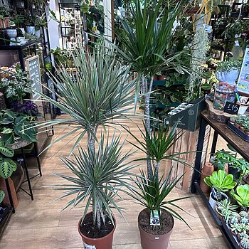 Dracaena Dragon Tree Palm 24cm pot XL Houseplants 2
