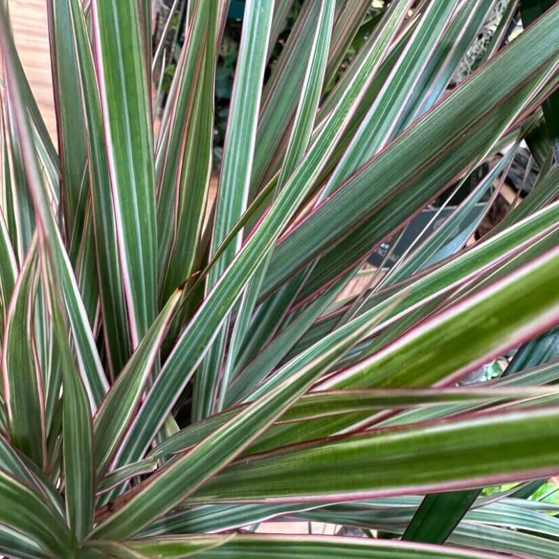 img_1514 Dracaena Dragon Tree Palm Houseplant 24cm pot XL