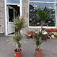 Dracaena Dragon Tree Palm Houseplant 24cm pot XL