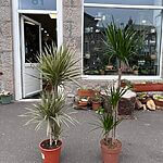 Dracaena Dragon Tree Palm XL