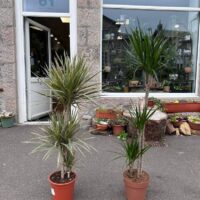Dracaena Dragon Tree Palm Houseplant 24cm pot XL