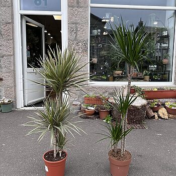 Dracaena Dragon Tree Palm 24cm pot XL Houseplants