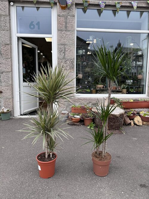 Dracaena Dragon Tree Palm Houseplant 24cm pot XL