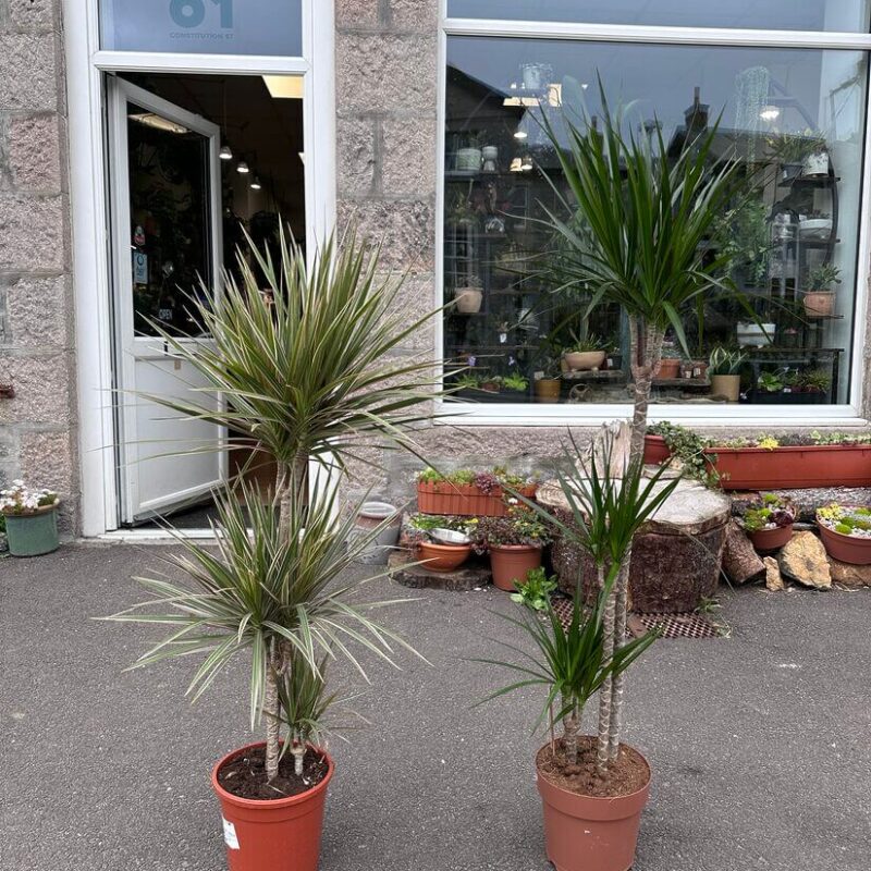 Dracaena Dragon Tree Palm Houseplant 24cm pot XL