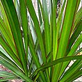 Dracaena Dragon Tree Palm Houseplant 24cm pot XL