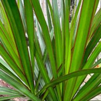 Dracaena Dragon Tree Palm Houseplant 24cm pot XL