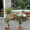 Dracaena Dragon Tree Palm Houseplant 24cm pot XL