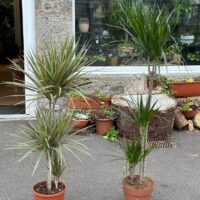 Dracaena Dragon Tree Palm Houseplant 24cm pot XL