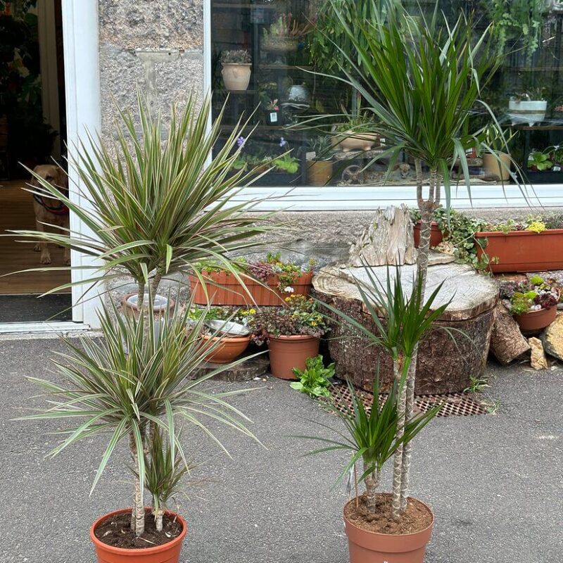 img_1521 Dracaena Dragon Tree Palm Houseplant 24cm pot XL