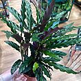img_1575
