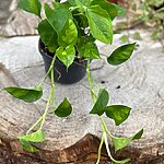 Epipremnum Aureum Global Green Pothos 17cm pot