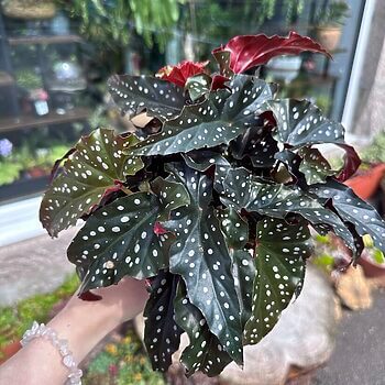 Begonia Maculata Black Forest Polka Dot Houseplants 12cm plant 2