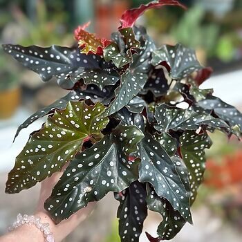 Begonia Maculata Black Forest Polka Dot Houseplants 12cm plant
