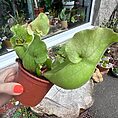 Carnivorous Sarracenia 'Trumpet Pitcher' Purpurea 'Clementina' in an 8cm pot