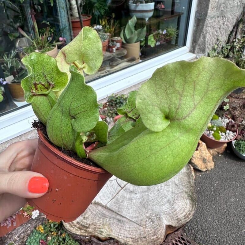img_1813 Carnivorous Sarracenia 'Trumpet Pitcher' Purpurea 'Clementina' in an 8cm pot
