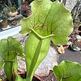 Carnivorous Sarracenia 'Trumpet Pitcher' Purpurea 'Clementina' in an 8cm pot