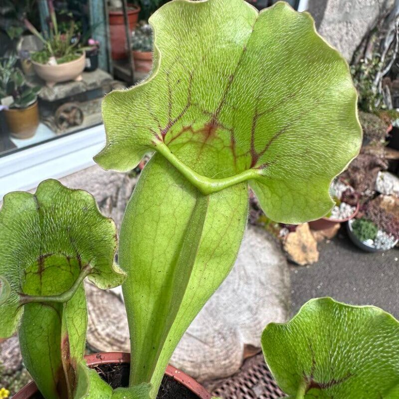 img_1814 Carnivorous Sarracenia 'Trumpet Pitcher' Purpurea 'Clementina' in an 8cm pot