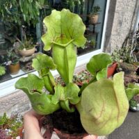Carnivorous Sarracenia 'Trumpet Pitcher' Purpurea 'Clementina' in an 8cm pot