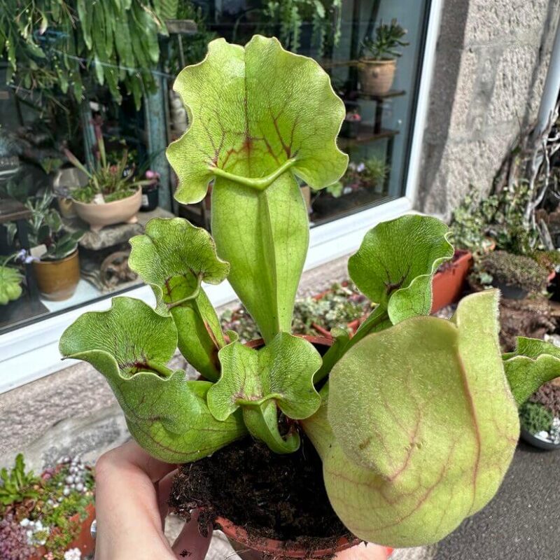 img_1815 Carnivorous Sarracenia 'Trumpet Pitcher' Purpurea 'Clementina' in an 8cm pot