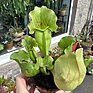 Carnivorous Sarracenia 'Trumpet Pitcher' Purpurea 'Clementina' in an 8cm pot