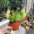 Carnivorous Sarracenia 'Trumpet Pitcher' Purpurea 'Clementina' in an 8cm pot