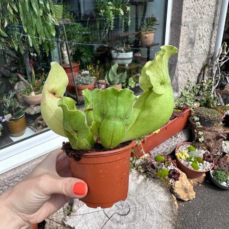 img_1817 Carnivorous Sarracenia 'Trumpet Pitcher' Purpurea 'Clementina' in an 8cm pot