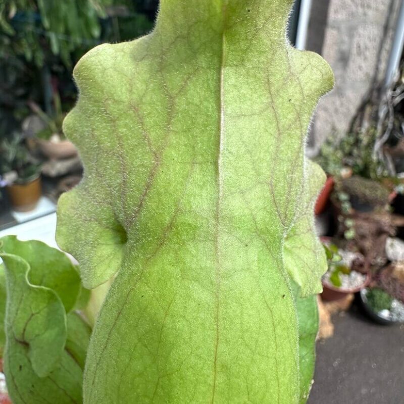 img_1818 Carnivorous Sarracenia 'Trumpet Pitcher' Purpurea 'Clementina' in an 8cm pot