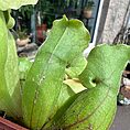 Carnivorous Sarracenia 'Trumpet Pitcher' Purpurea 'Clementina' in an 8cm pot