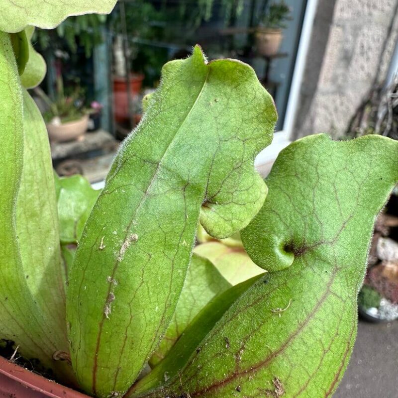 img_1819 Carnivorous Sarracenia 'Trumpet Pitcher' Purpurea 'Clementina' in an 8cm pot