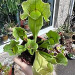 Carnivorous Sarracenia Trumpet Pitcher Purpurea Clementina 8cm pot
