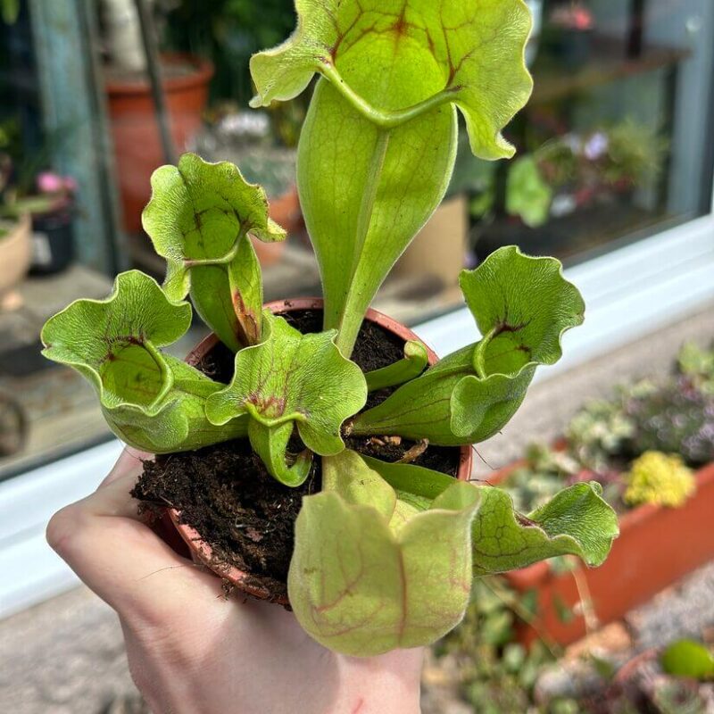 img_1822 Carnivorous Sarracenia 'Trumpet Pitcher' Purpurea 'Clementina' in an 8cm pot