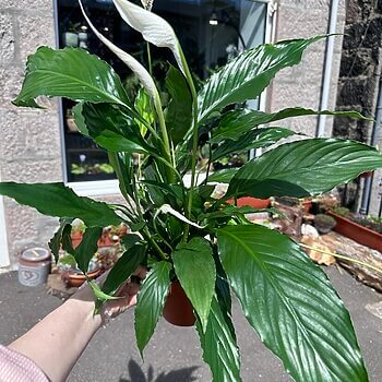 Spathiphyllum Sweet Chico Peace Lily Houseplants 2
