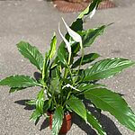 Spathiphyllum Sweet Chico Peace Lily
