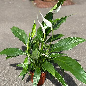 Spathiphyllum Sweet Chico Peace Lily Houseplants