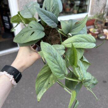 Epipremnum Pinnatum Cebu Blue 12cm pot Hanging & Trailing 12cm plant
